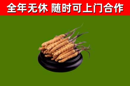 鹿邑县烟酒回收冬虫夏草.jpg
